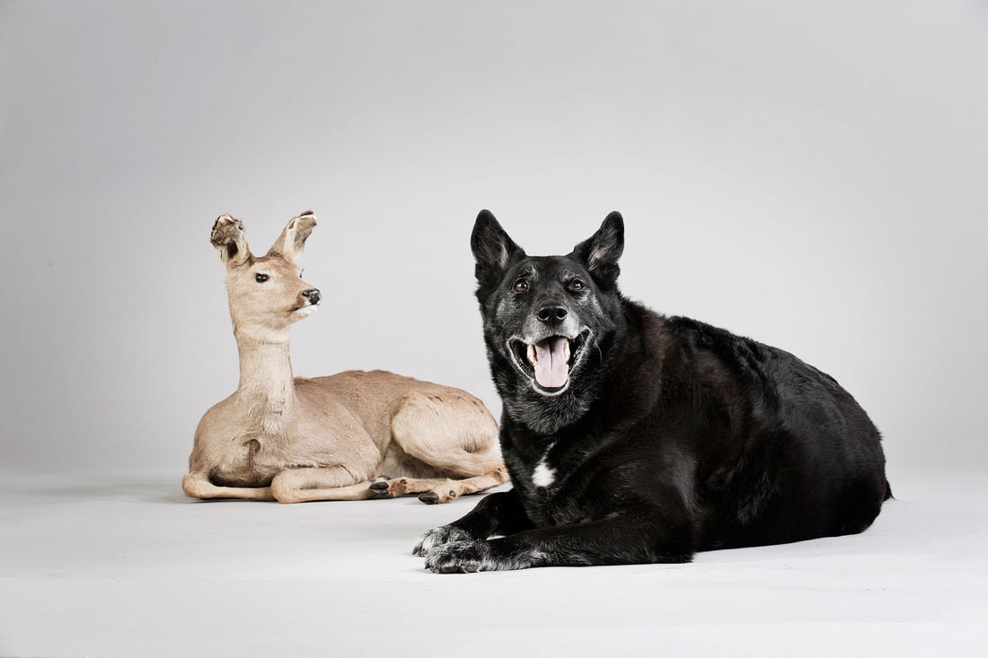 Fotograf Børge Andreassen Stavanger Sandnes studio hund Punto studioblits dyrefotografering portrett dyreportrett
